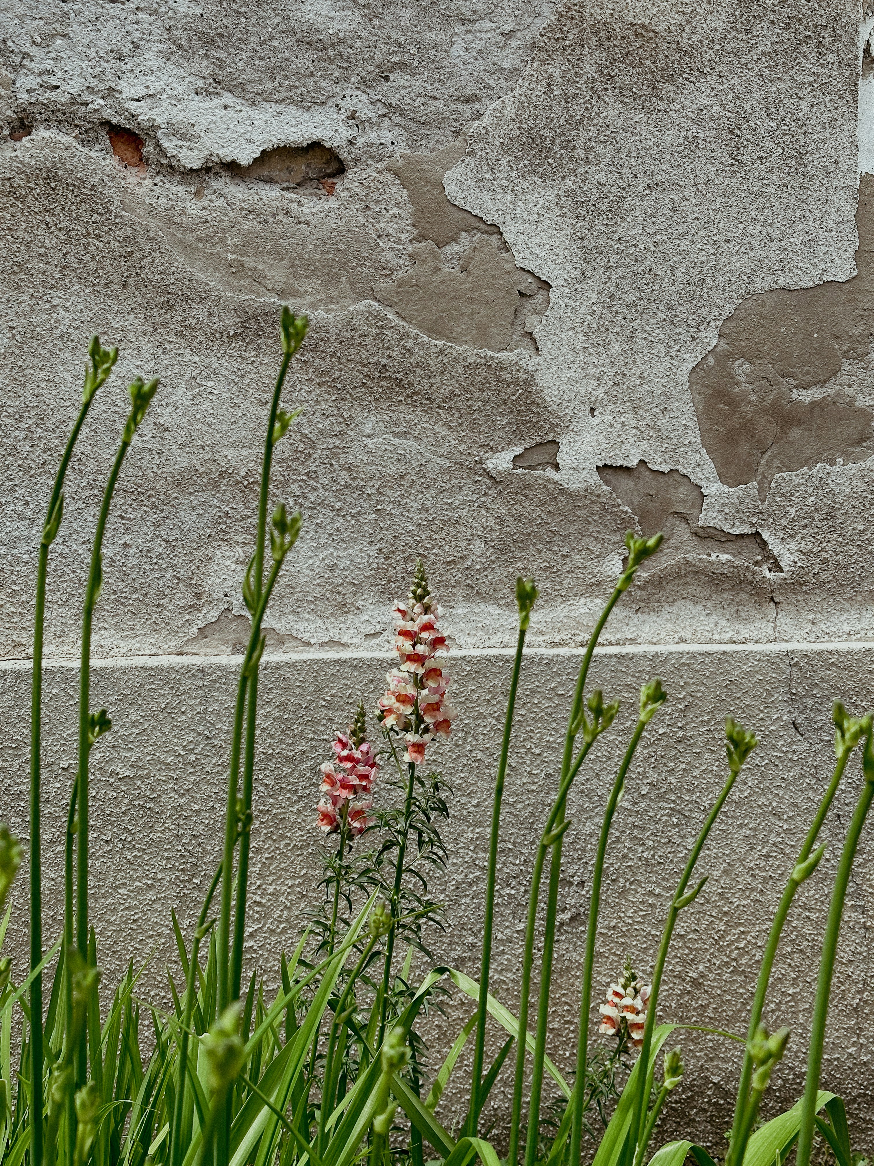 a bunch of flowers that are next to a wall