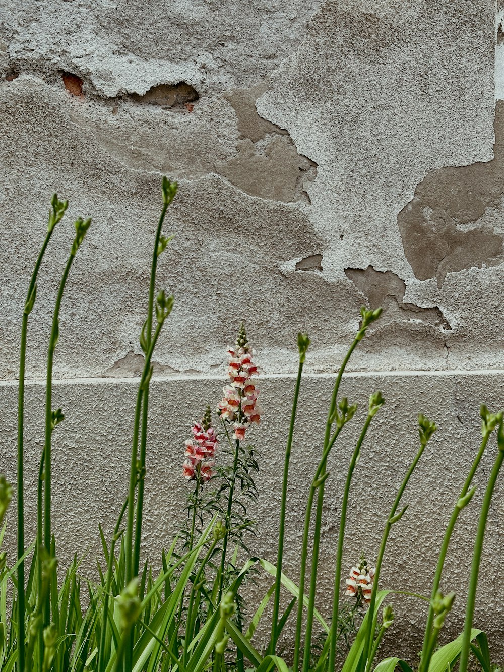 un bouquet de fleurs qui sont à côté d’un mur