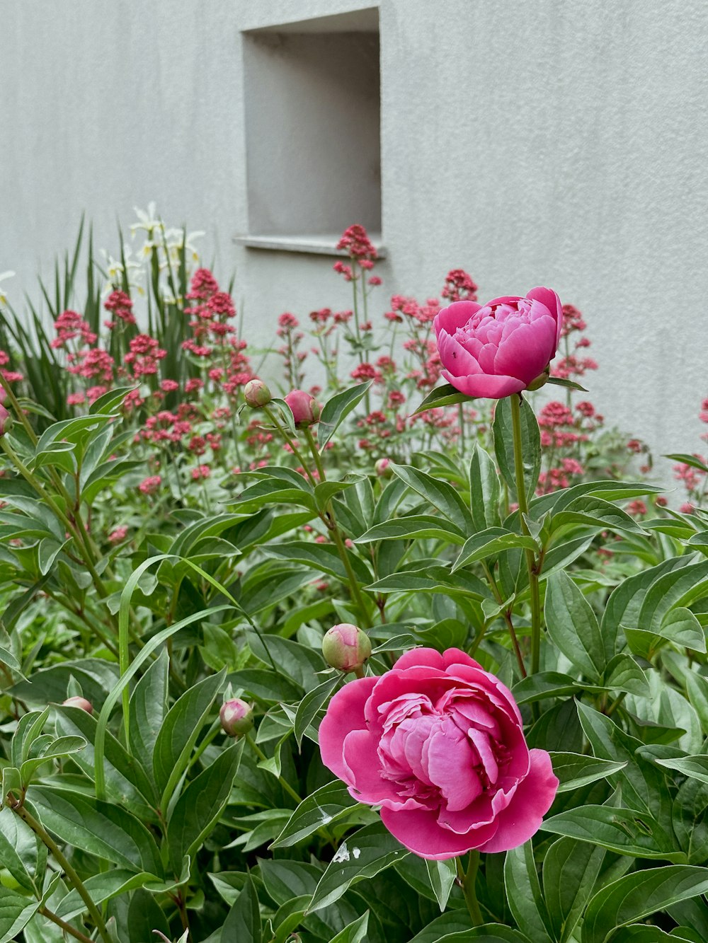 um ramo de flores que estão na grama