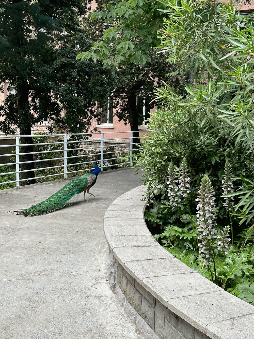 um pavão parado em uma calçada ao lado de uma floresta verde exuberante