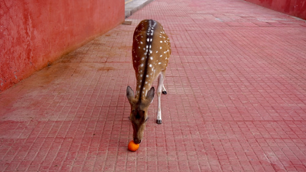 a deer eating an orange on a sidewalk