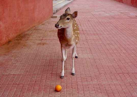 A young deer with white spots stands on a red-tiled pathway, gazing curiously in front. An orange lies on the ground near its feet, drawing attention to the contrast between wildlife and urban elements.