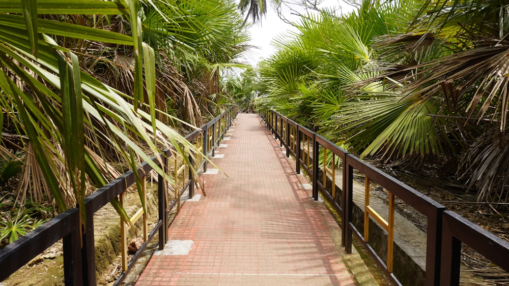 a walkway in the middle of a tropical garden