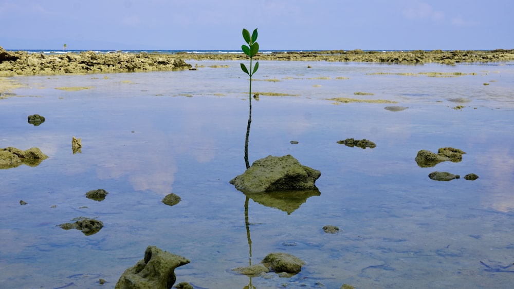 a small plant is growing out of the water