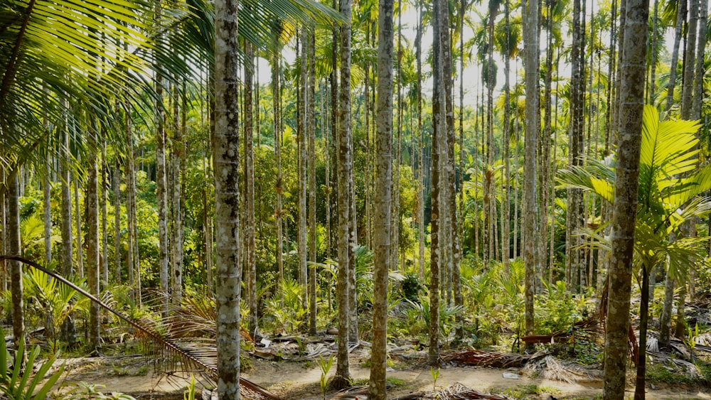 a lush green forest filled with lots of trees