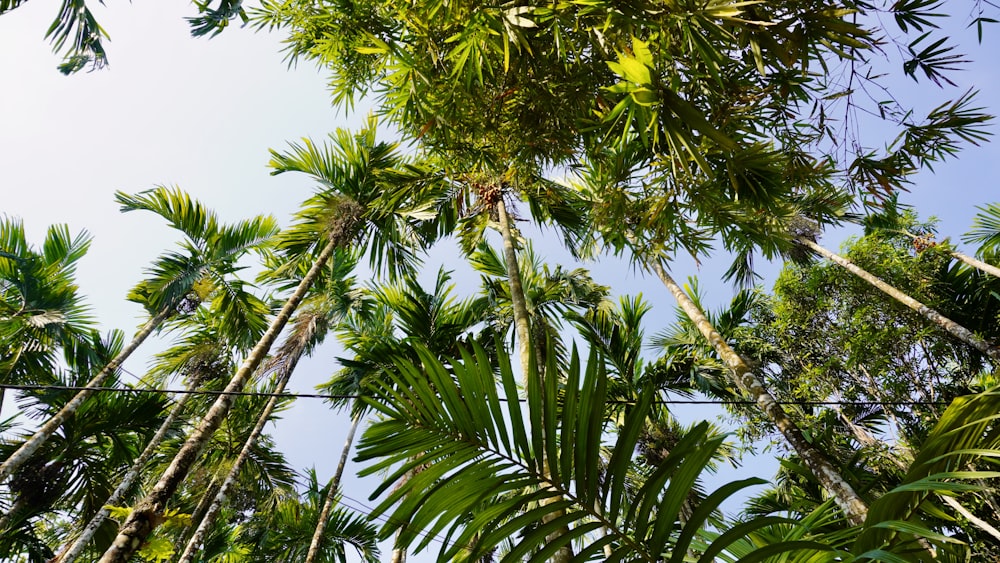 a group of trees that are next to each other