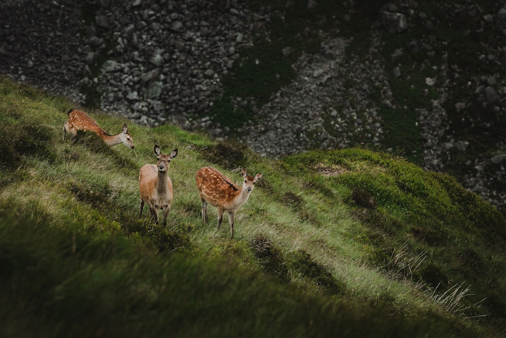 a group of deer standing on top of a lush green hillside