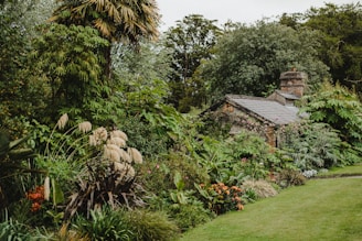A quaint cottage nestled amidst a dense and lush garden, with various trees and plants surrounding it. The building has a stone chimney and roof with some creeping plants growing on the walls. The garden is rich with greenery, including tall palm-like trees and bushes with broad leaves and flowering plants. The scene conveys a sense of serenity and seclusion.