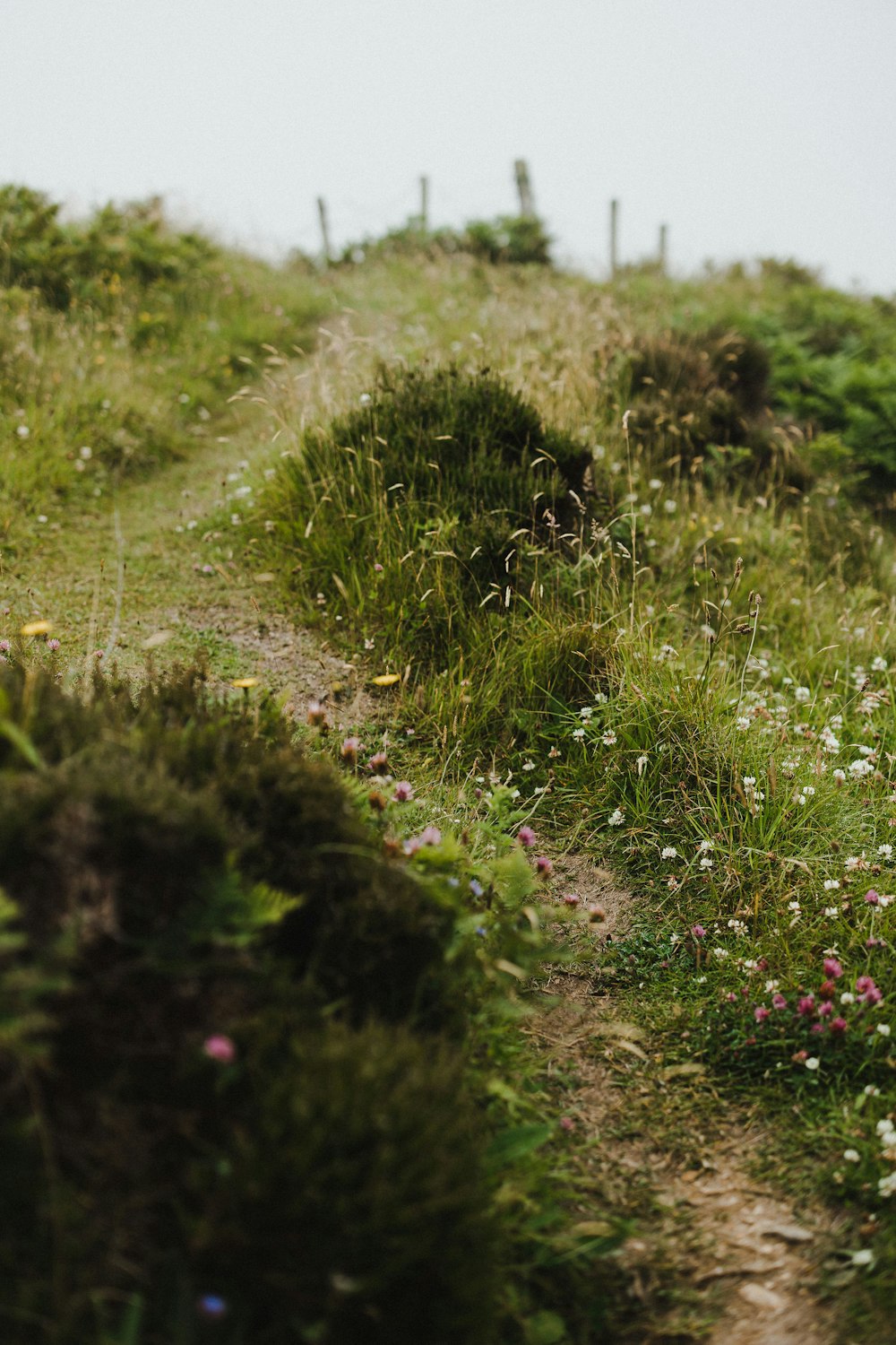 a sheep standing on top of a lush green hillside