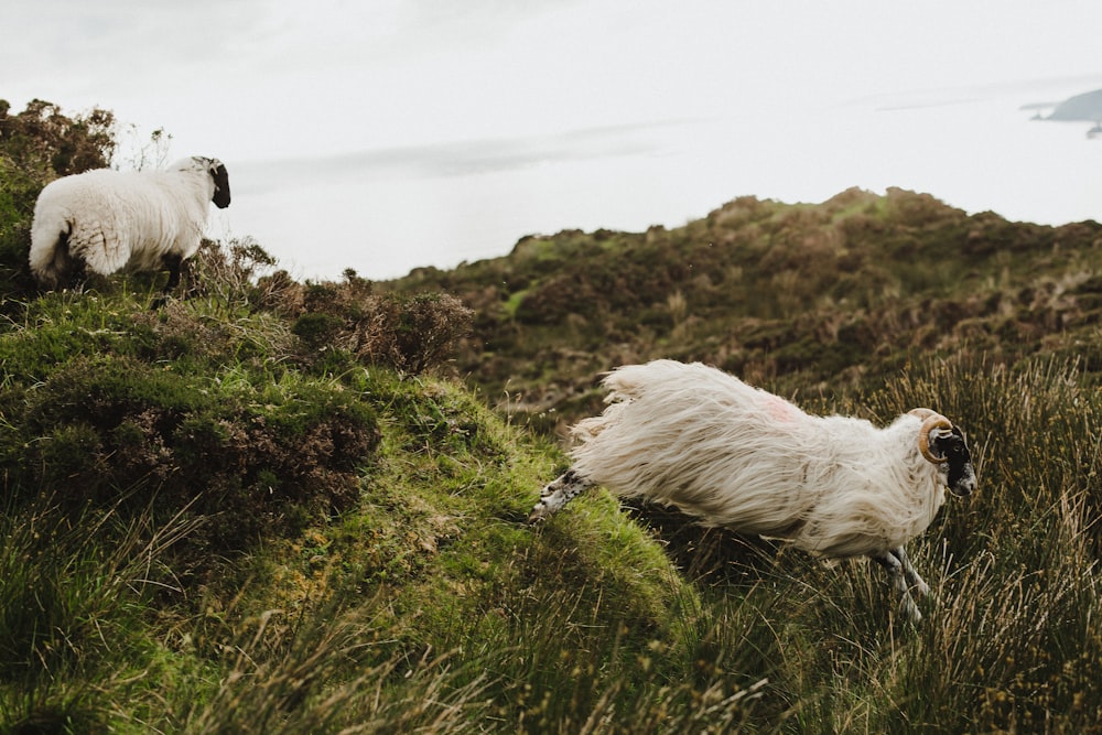 a couple of sheep standing on top of a lush green hillside