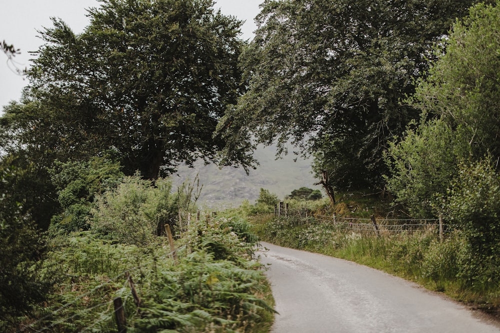 an empty road surrounded by trees and bushes