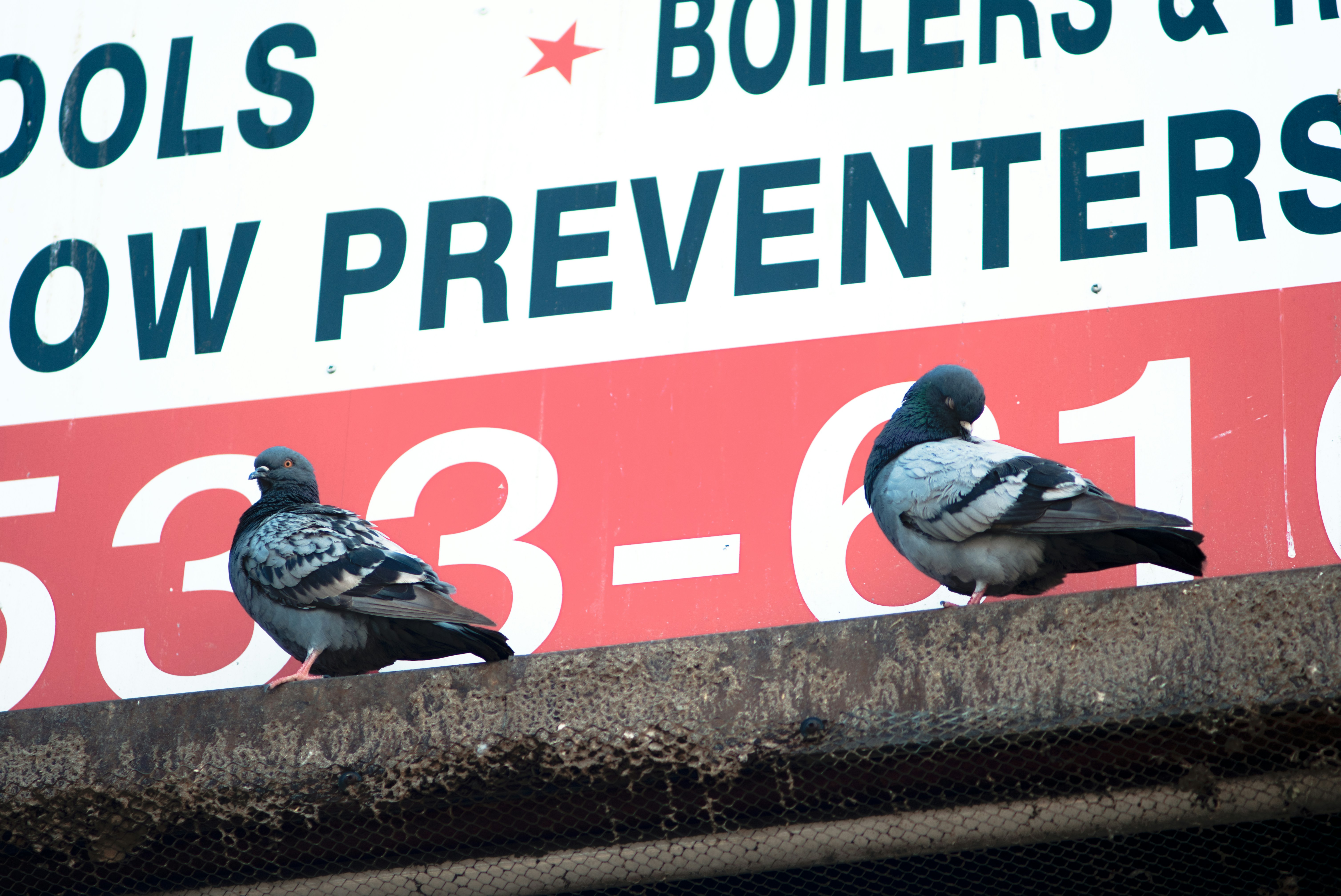 風力発電で野鳥は死ぬ？バードストライクの実際の発生率と対策関連画像