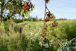 A lush natural scene with two prominent cherry tree branches bearing ripe, red cherries. These branches are set against a backdrop of tall grasses and wildflowers, with some daisies scattered across the field. The sky is clear, suggesting a bright and sunny day.