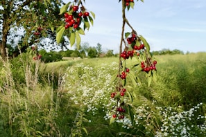 A lush natural scene with two prominent cherry tree branches bearing ripe, red cherries. These branches are set against a backdrop of tall grasses and wildflowers, with some daisies scattered across the field. The sky is clear, suggesting a bright and sunny day.