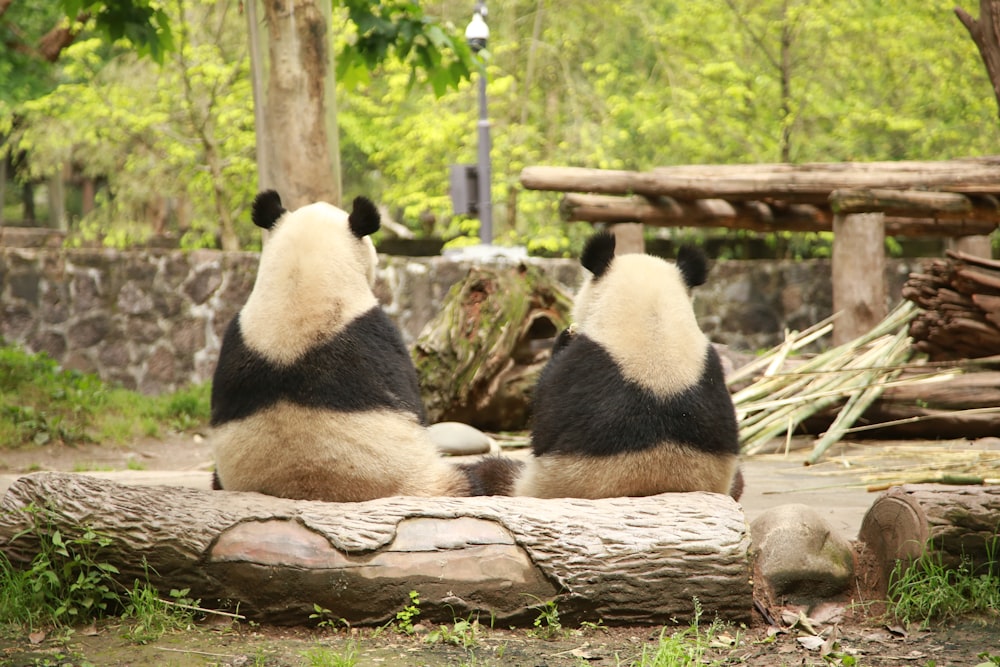 two panda bears sitting on top of a log