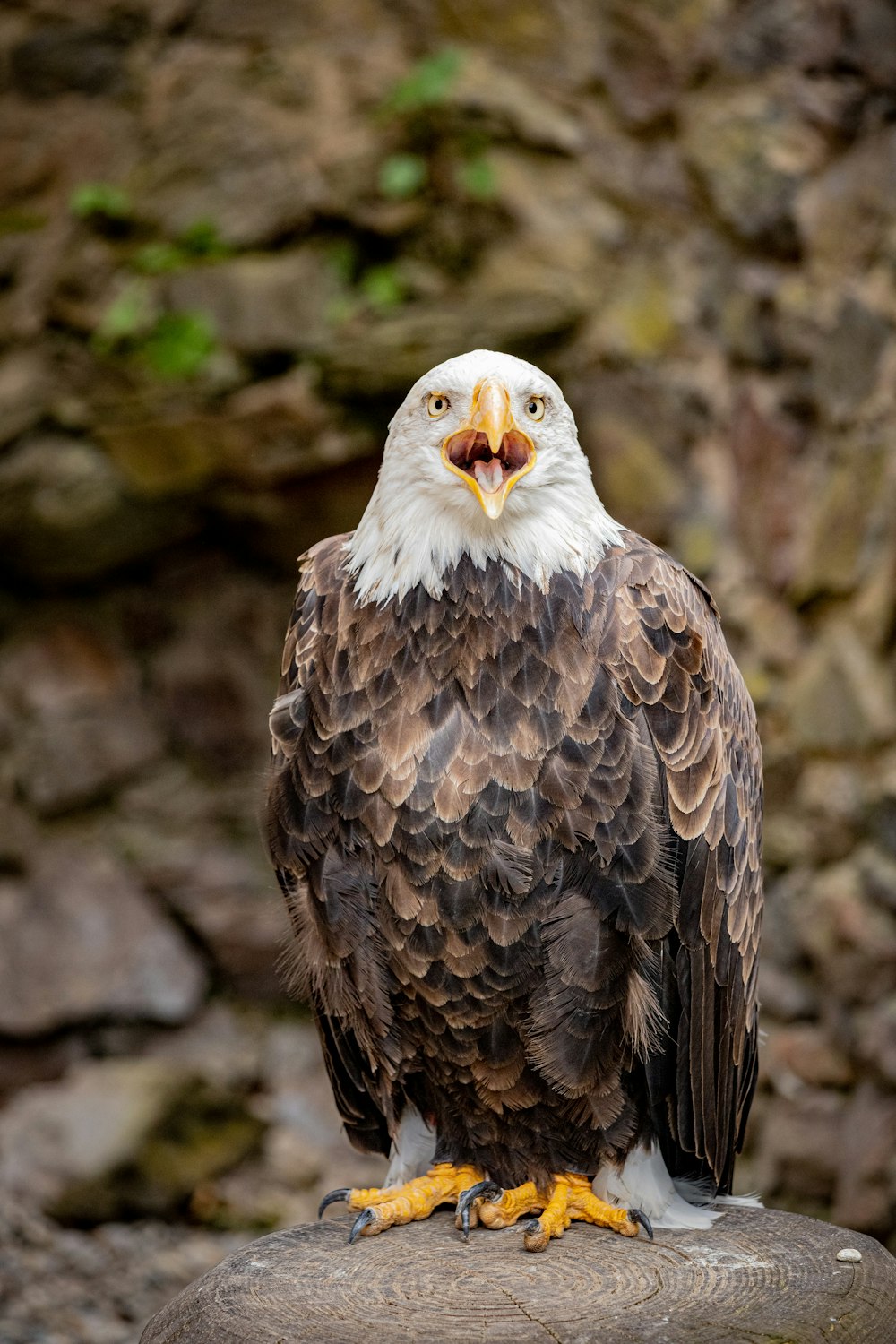 a bald eagle sitting on top of a rock
