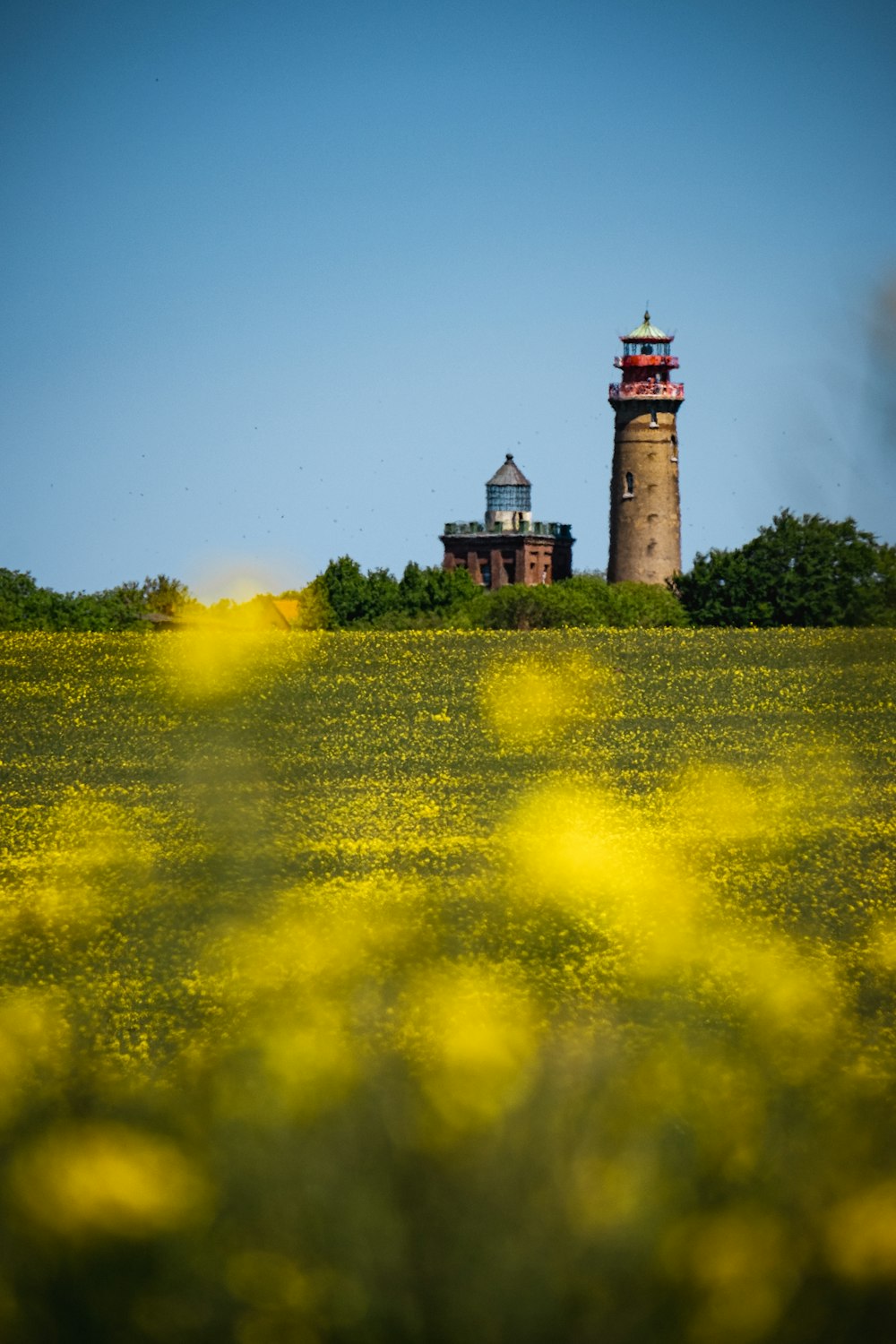 a field of yellow flowers with a light house in the background