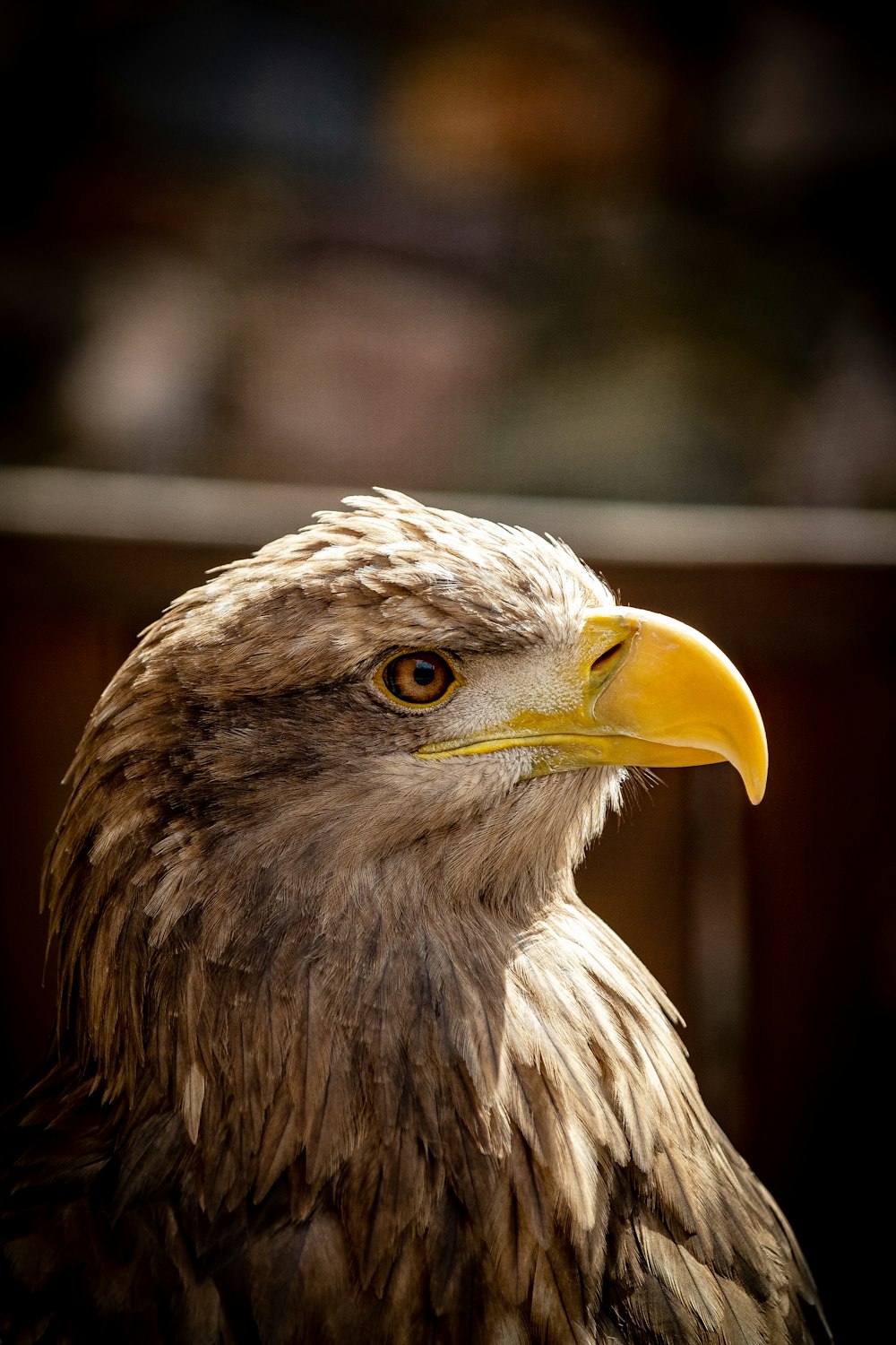 a close up of a bird of prey