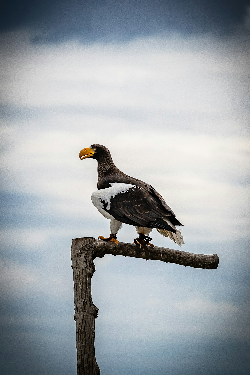 a large bird perched on top of a wooden pole