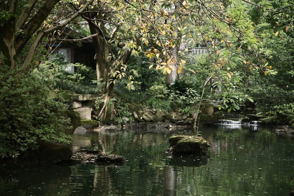 a small pond surrounded by trees and rocks