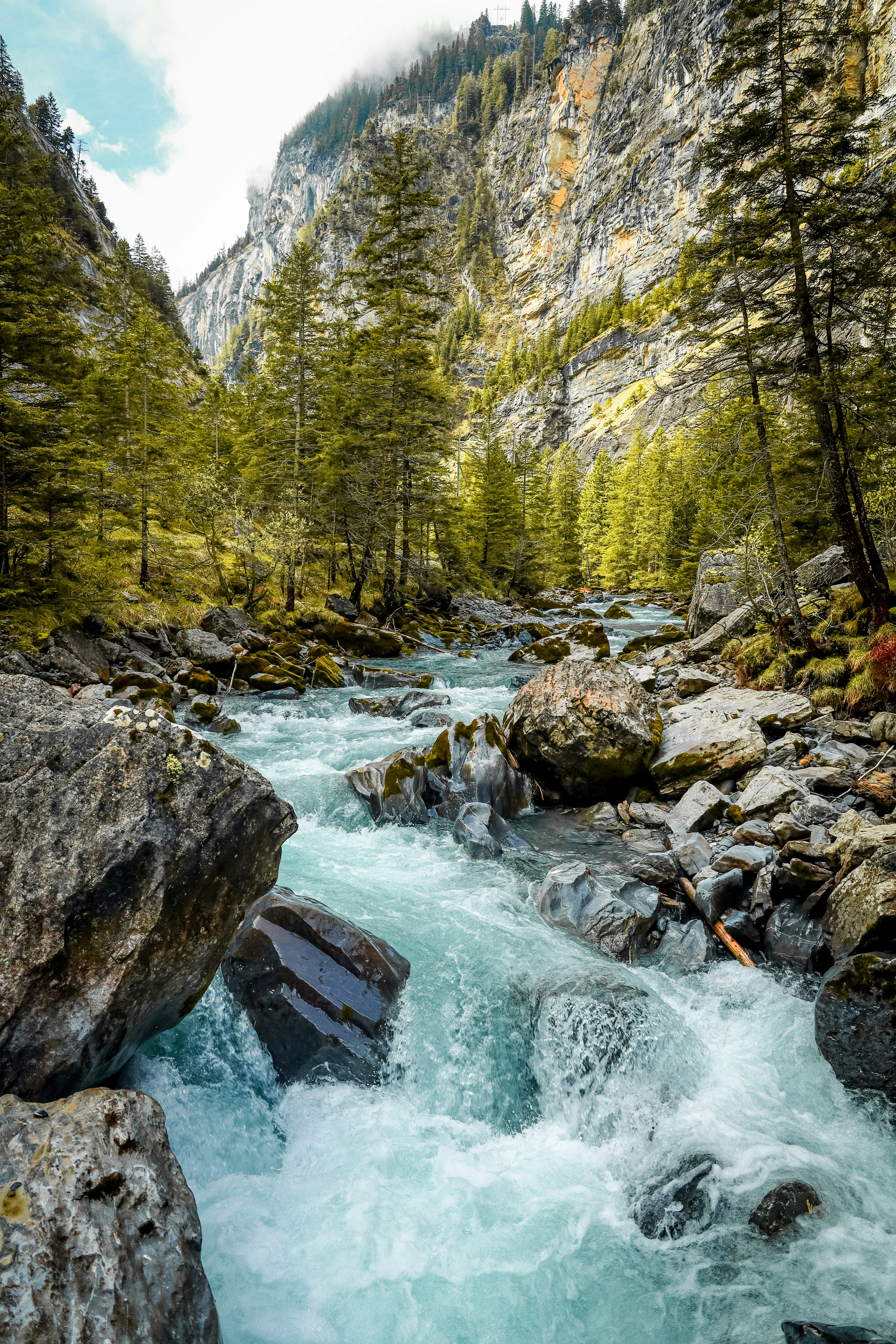 a river running through a lush green forest