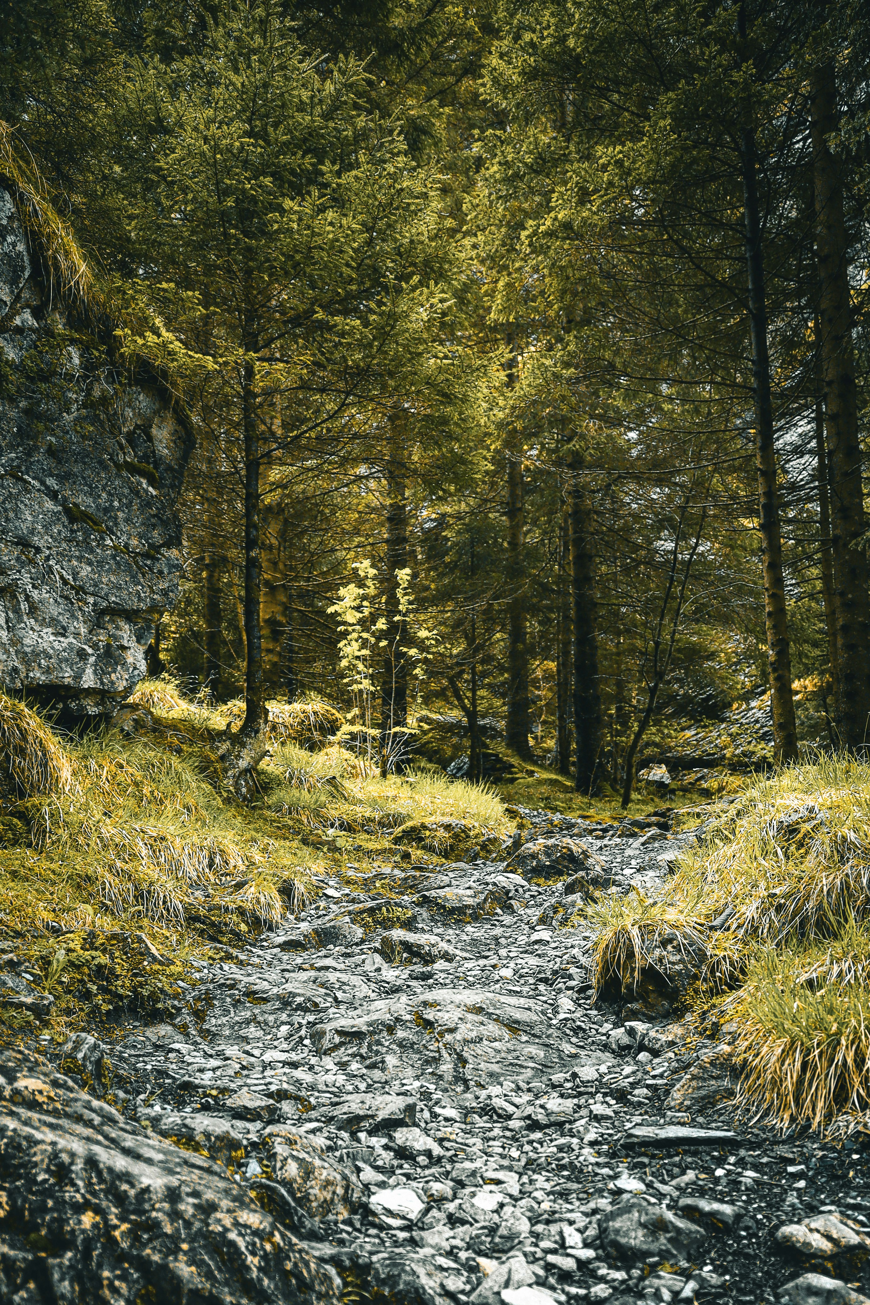 a stream running through a lush green forest
