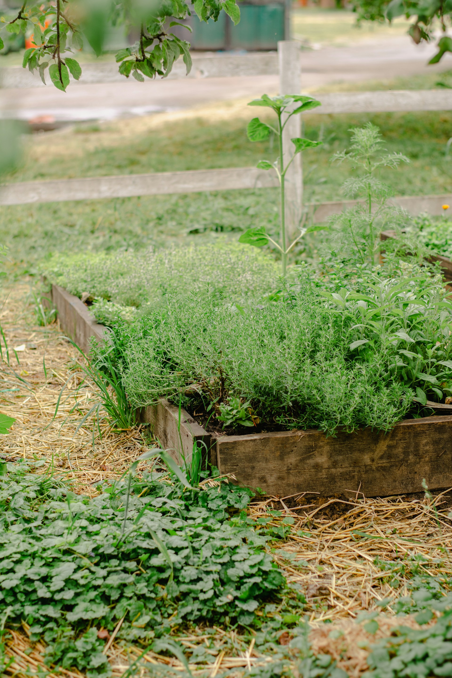 a garden filled with lots of green plants