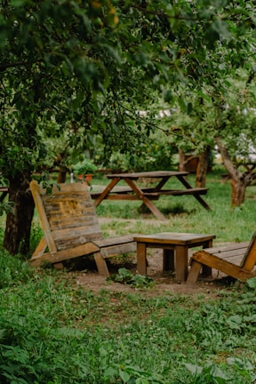 A serene picnic setup under a large tree with blankets and cushions.