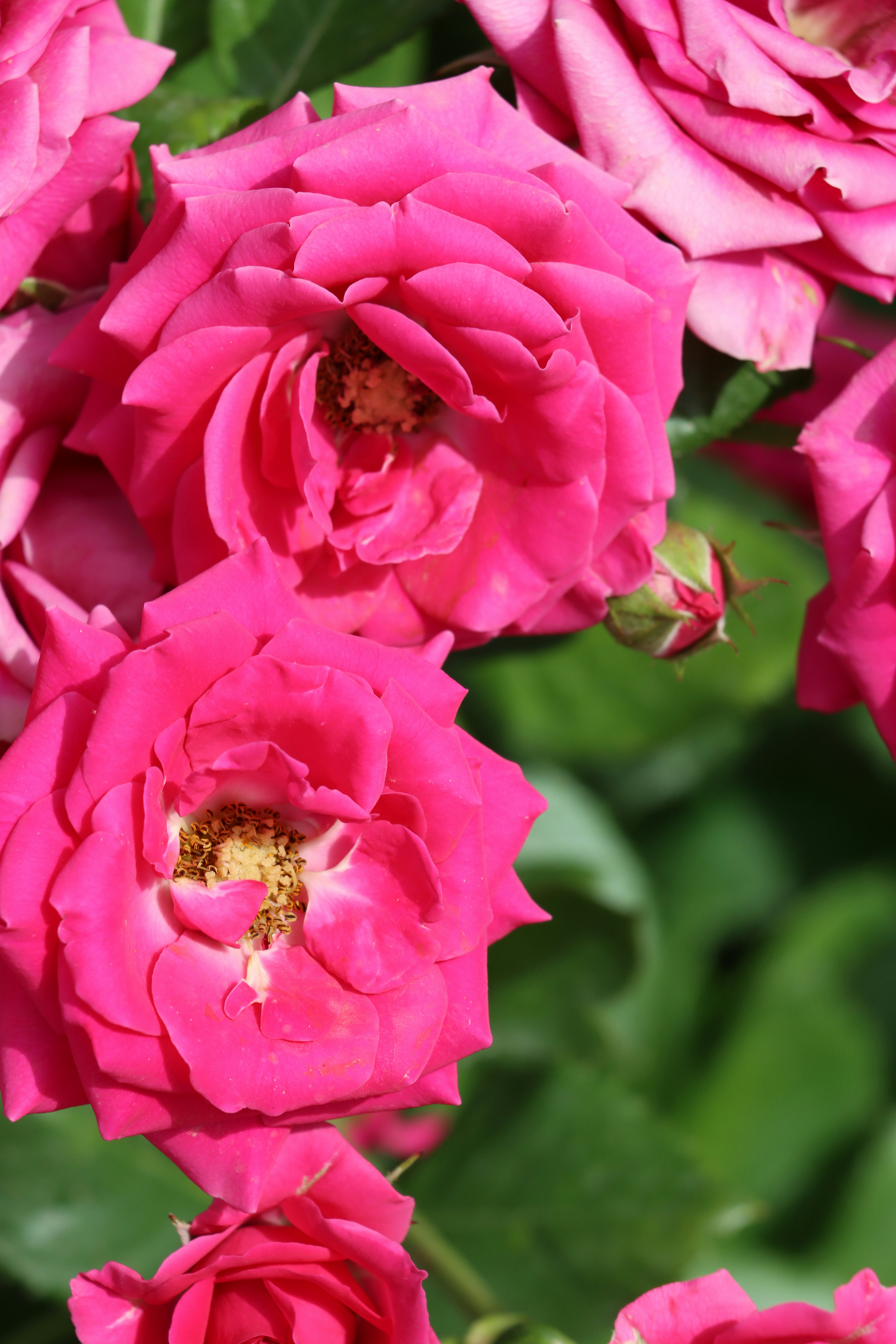 Photo by irina_chishkova