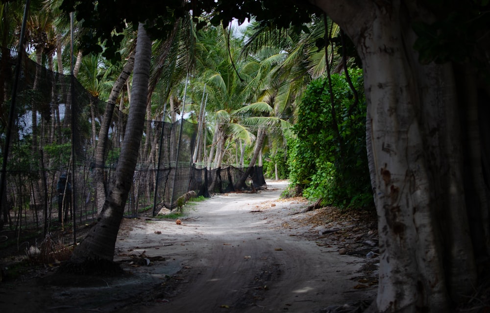 a dirt road surrounded by palm trees and a fence