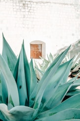 a close up of a plant with a brick wall in the background