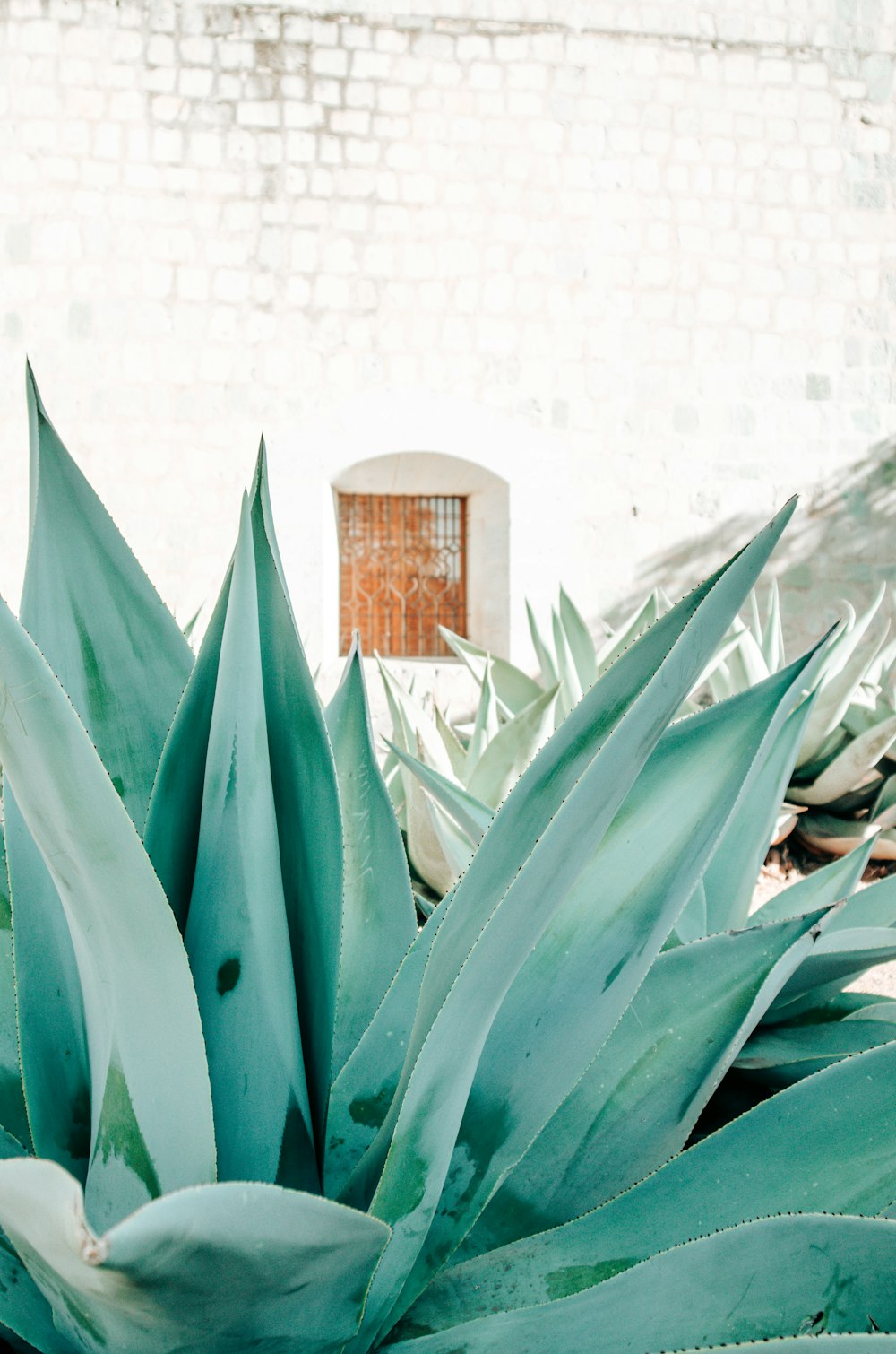 a close up of a plant with a brick wall in the background