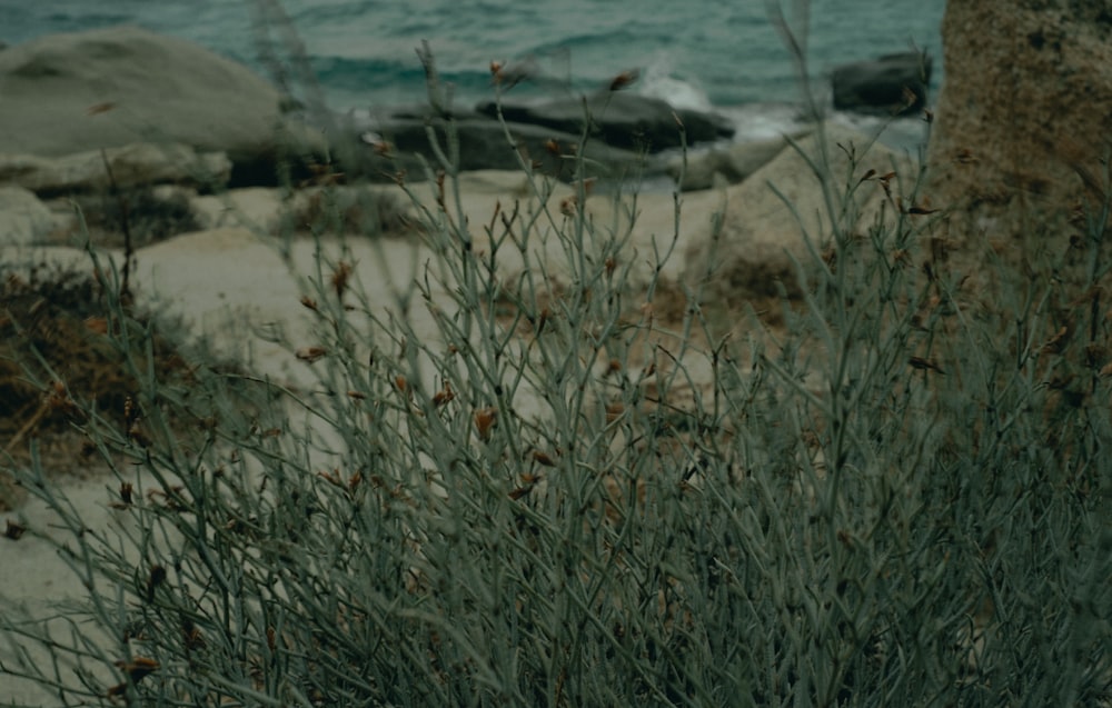 a bush with small flowers near a body of water