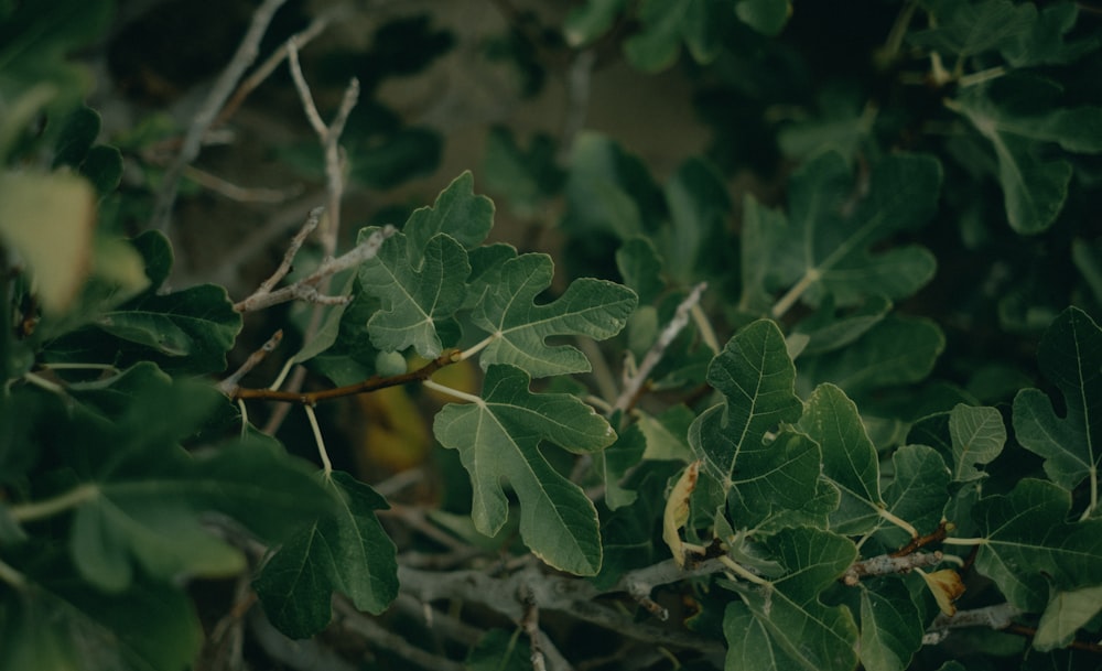 a close up of leaves on a tree