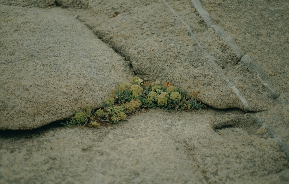 a plant growing out of a crack in a rock