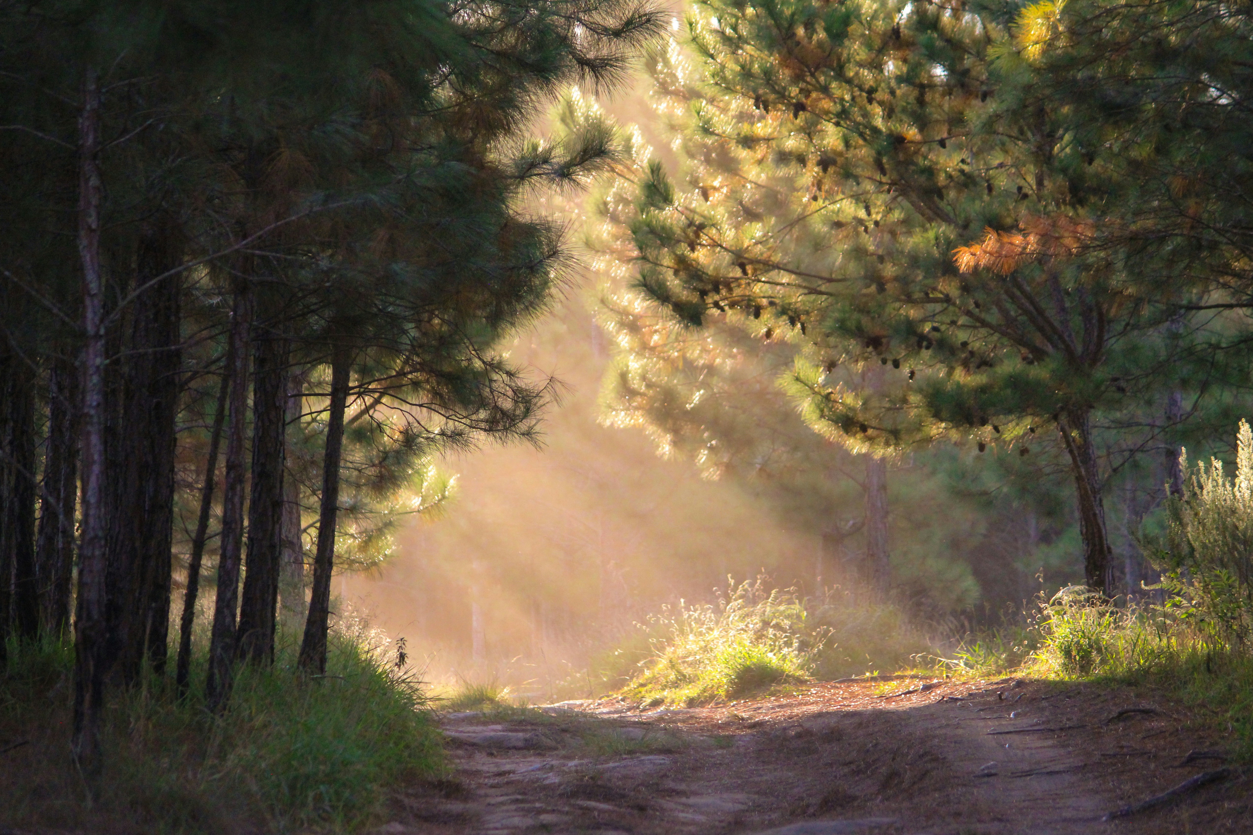 the sun is shining through the trees in the woods