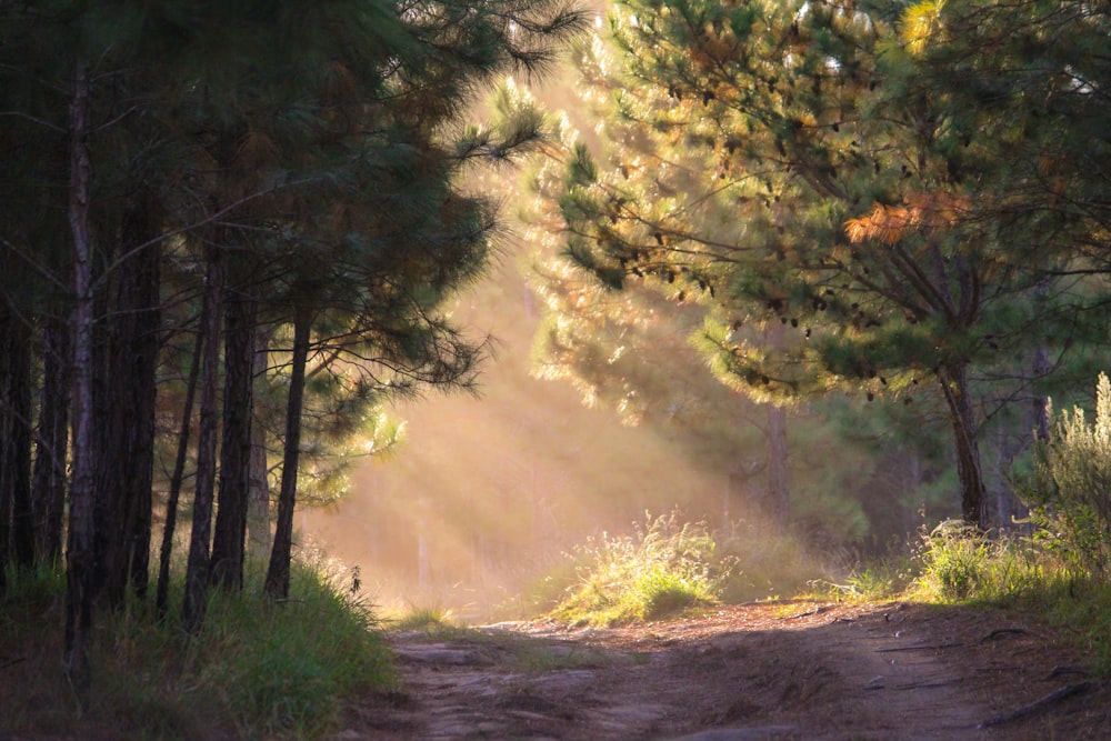 the sun is shining through the trees in the woods