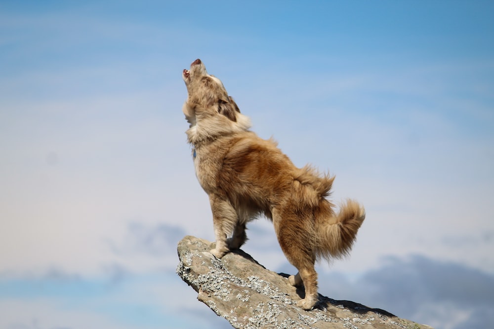 a dog standing on a rock looking up at the sky