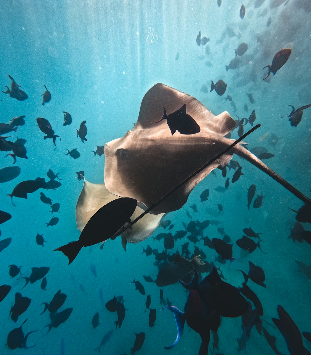 a large group of fish swimming in the ocean