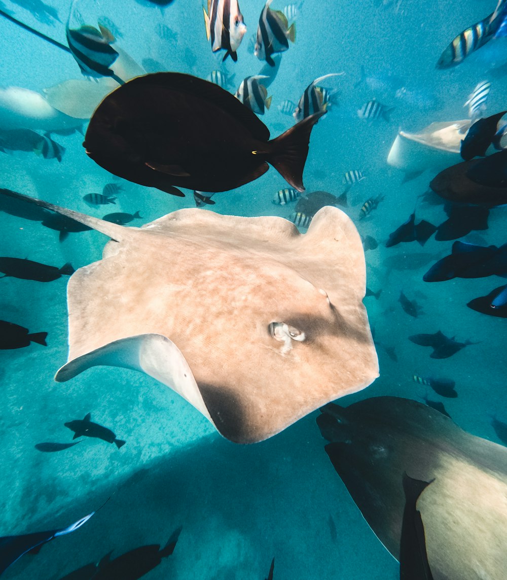 a group of fish swimming in the ocean