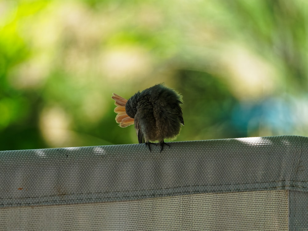 a small bird sitting on top of a wooden bench