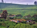 A lush, green landscape with expansive tea plantations covering rolling hills. Small houses with moss-covered roofs are nestled among the vegetation, and a few tall trees stand out against the cloudy sky.