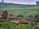 A lush, green landscape with expansive tea plantations covering rolling hills. Small houses with moss-covered roofs are nestled among the vegetation, and a few tall trees stand out against the cloudy sky.