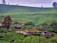 A lush, green landscape with expansive tea plantations covering rolling hills. Small houses with moss-covered roofs are nestled among the vegetation, and a few tall trees stand out against the cloudy sky.