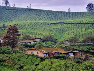 A lush, green landscape with expansive tea plantations covering rolling hills. Small houses with moss-covered roofs are nestled among the vegetation, and a few tall trees stand out against the cloudy sky.