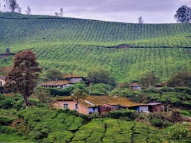 A lush, green landscape with expansive tea plantations covering rolling hills. Small houses with moss-covered roofs are nestled among the vegetation, and a few tall trees stand out against the cloudy sky.