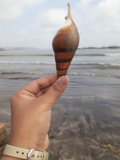 A hand holding a delicate spiral shell against the backdrop of a calm ocean horizon at dusk.