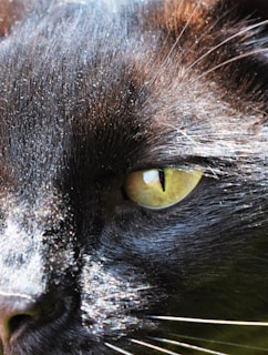 Close-up of a black cat's shiny fur and bright green eyes in soft light.