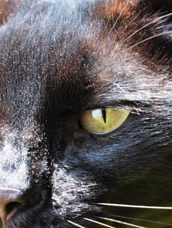 Close-up of a black cat's shiny fur and bright green eyes in soft light.