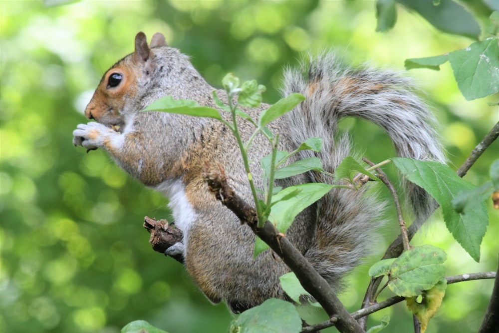 a squirrel is sitting on a tree branch